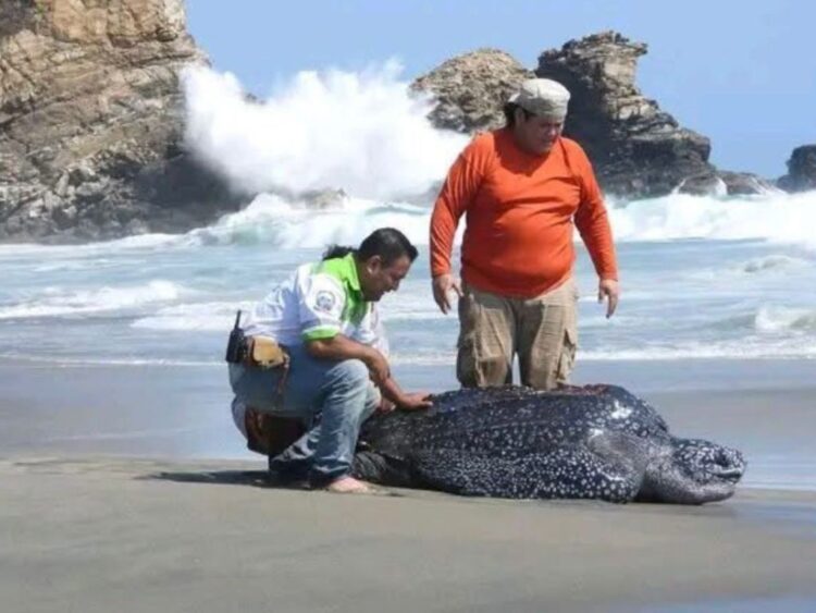 Marea alta en Oaxaca arrastra dos kilómetros tierra adentro a tortuga laúd de 300 kilos