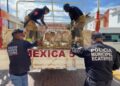 Operativo policiaco para el rescate de animales hacinados en una vivienda de Ecatepec.