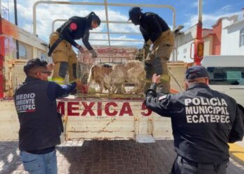 Operativo policiaco para el rescate de animales hacinados en una vivienda de Ecatepec.