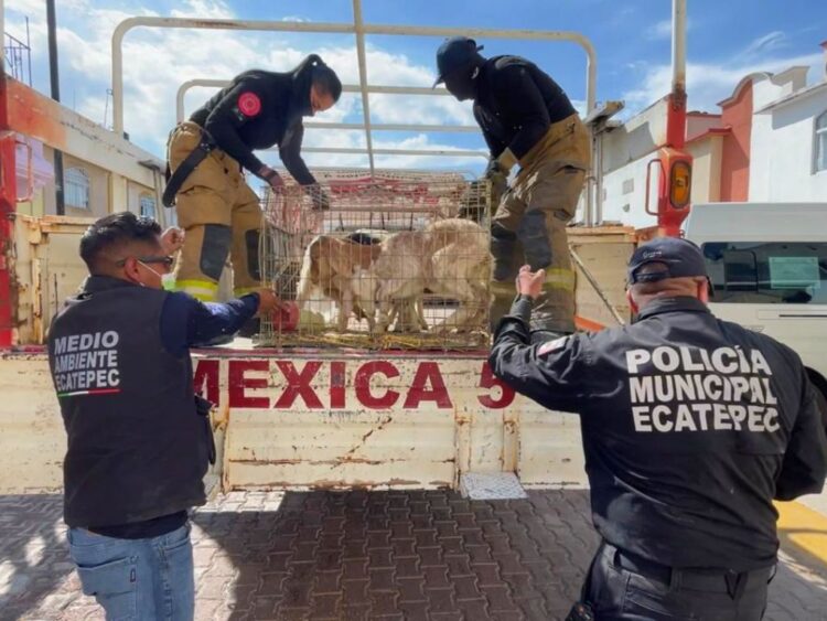 Operativo policiaco para el rescate de animales hacinados en una vivienda de Ecatepec.