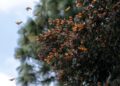 Reserva de la Biósfera Mariposa Monarca