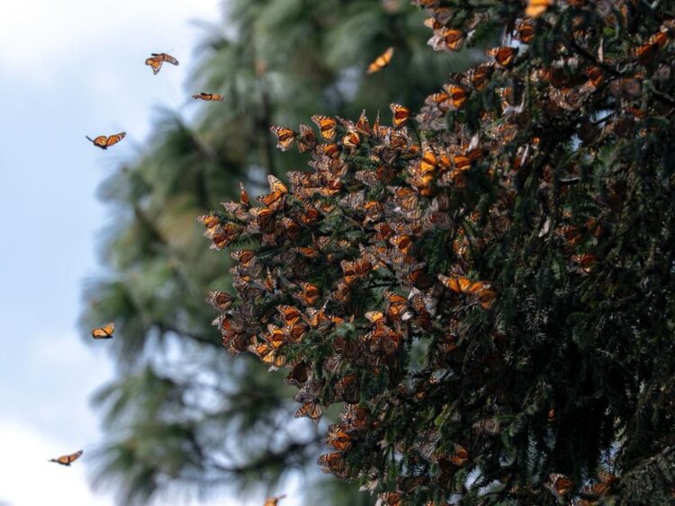 Reserva de la Biósfera Mariposa Monarca