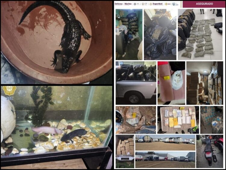 Seis detenidos con drogas y animales exóticos