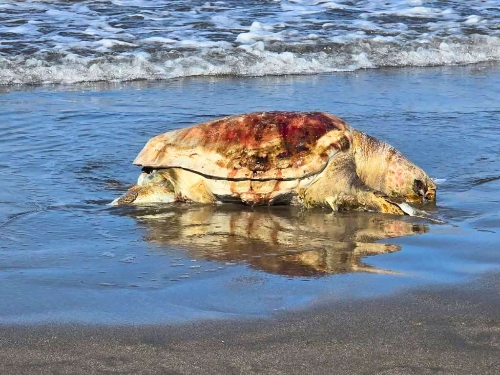 Tortuga muerta en Boca del Río. AMEXI Foto Sergio Aldazaba