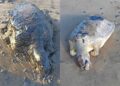 Fauna marina Tortugas cubiertas con chapopote en playas del sur de Veracruz. AMEXI Foto Cortesía José Vargas