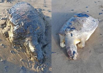 Fauna marina Tortugas cubiertas con chapopote en playas del sur de Veracruz. AMEXI Foto Cortesía José Vargas