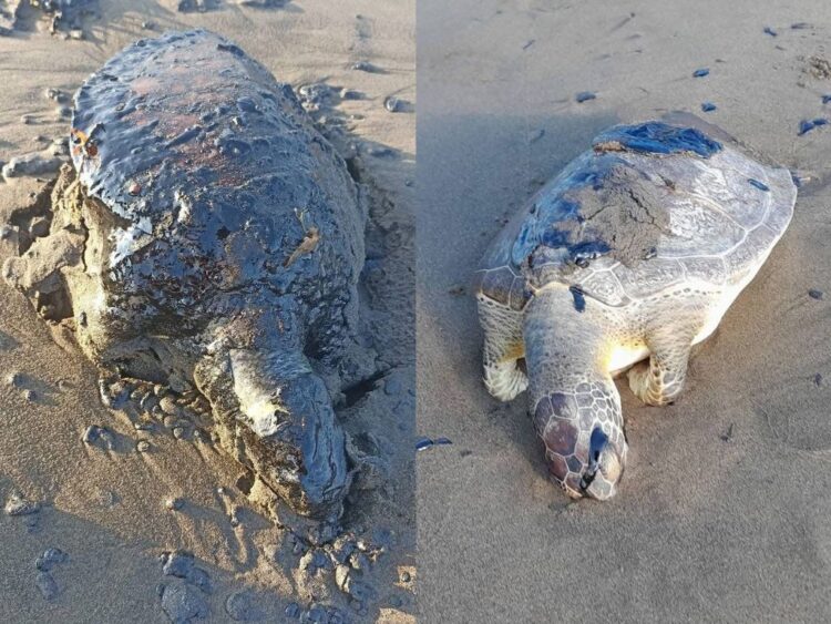 Fauna marina Tortugas cubiertas con chapopote en playas del sur de Veracruz. AMEXI Foto Cortesía José Vargas