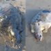 Fauna marina Tortugas cubiertas con chapopote en playas del sur de Veracruz. AMEXI Foto Cortesía José Vargas