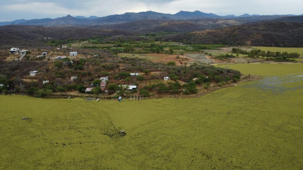 Tequios logran retirar más de 725 toneladas de lirio acuático en la presa de Oaxaca