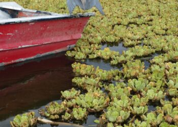 Plaga de lirio acuático afecta presa en Mixteca de Oaxaca
