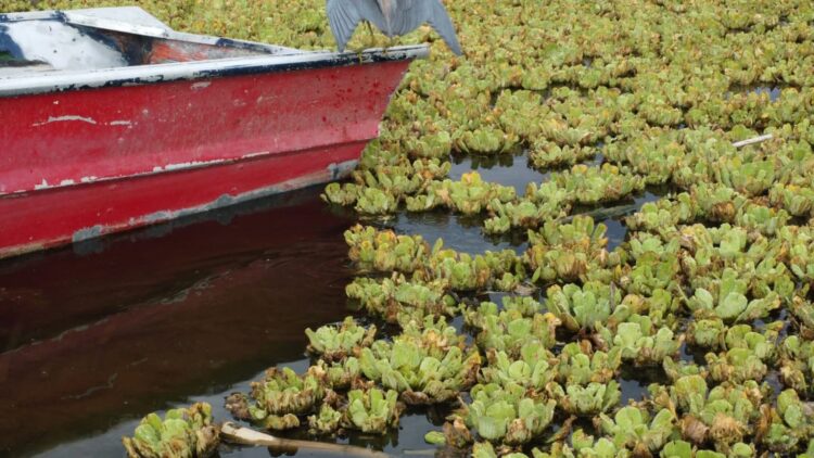 Plaga de lirio acuático afecta presa en Mixteca de Oaxaca