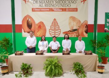 Yucatán concreta su primer envío de mamey a Reino Unido