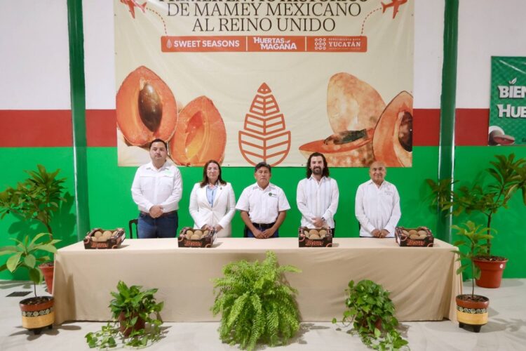 Yucatán concreta su primer envío de mamey a Reino Unido