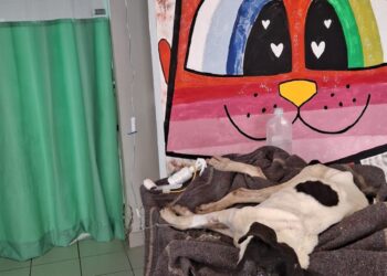 denuncias por maltrato animal