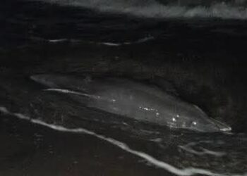 Chapopote en costa de Veracruz