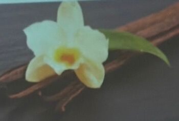 En Oaxaca investigadores de la UNAM y de Hidalgo, hallaron cinco nuevas variedades de vainilla en la zona de la Chinantla de Oaxaca.