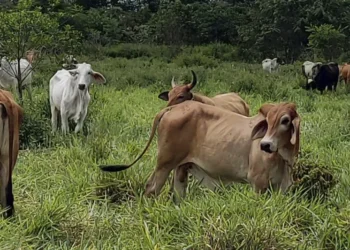 Alerta en Querétaro: detectan gusano barrenador en la Sierra Gorda