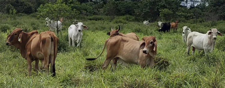 Alerta en Querétaro: detectan gusano barrenador en la Sierra Gorda