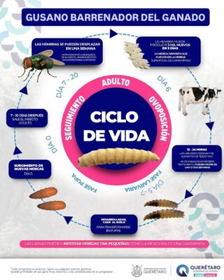 El gusano barrenador (Cochliomyia hominivorax) representa una plaga de alto impacto para la ganadería nacional.