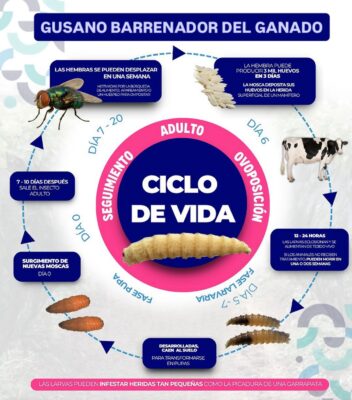 Brote en ganado y mascotas antecedió al contagio humano