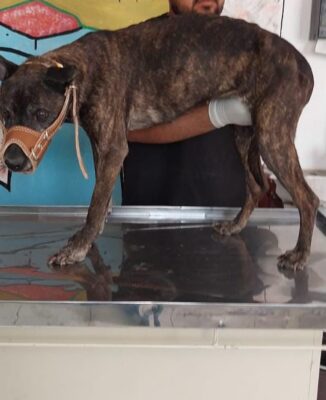 denuncias por maltrato animal