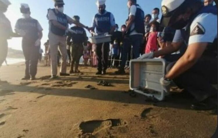 Activan operativos con drones en Oaxaca por saqueo de nidos de huevos de tortuga