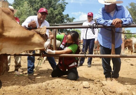 La meta establecida es alcanzar el aretaje de un millón de cabezas de ganado