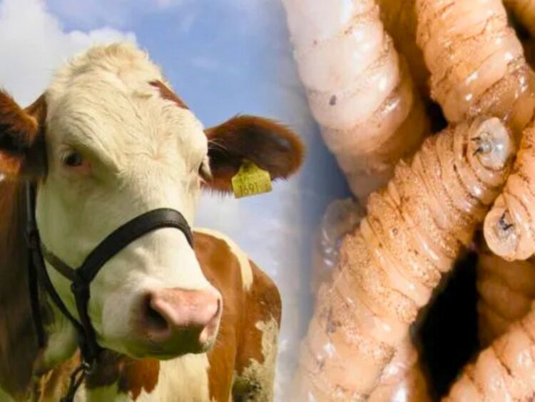 Chiapas es el principal foco de infección de miasis a escala nacional.