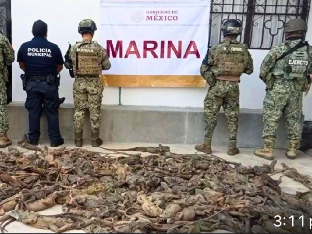 Breves de los Estados del 6 de abril. Contrabando de fauna.