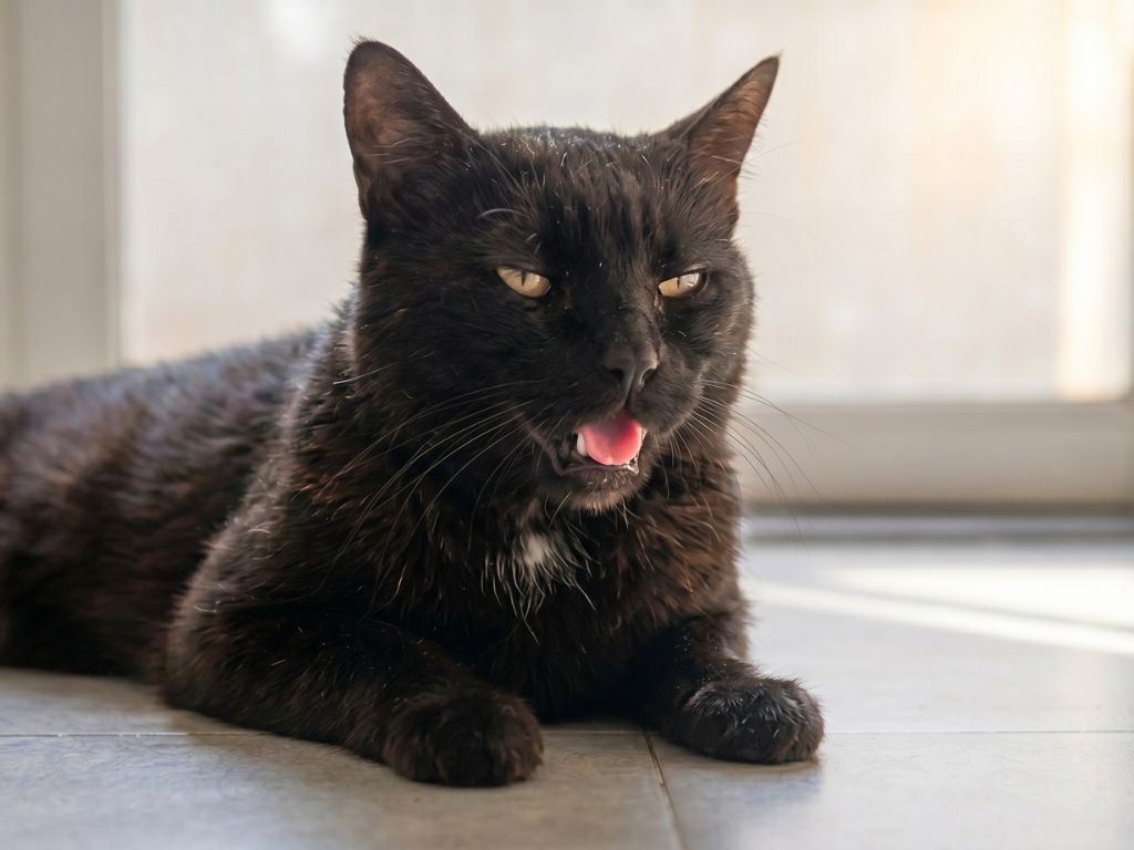 Evita el golpe de calor en animales