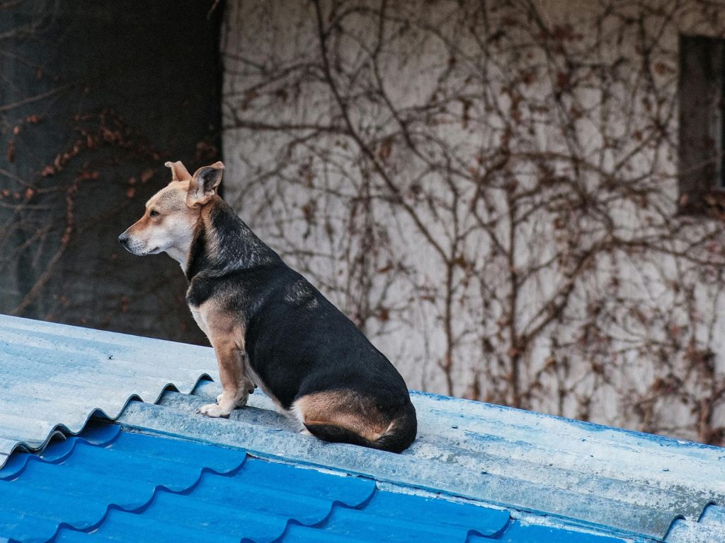 animal en una azotea
