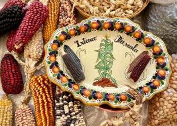 Fiesta del Maíz en Ixtenco celebra 15 años de preservar los saberes originarios. | AMEXI/FOTO: cultura.gob.mx