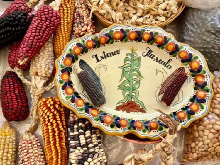 Fiesta del Maíz en Ixtenco celebra 15 años de preservar los saberes originarios. | AMEXI/FOTO: cultura.gob.mx