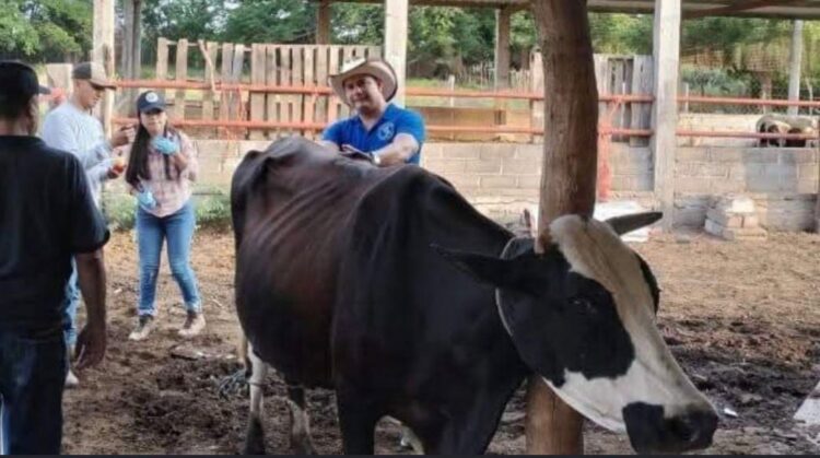 Oaxaca reporta 3,598 casos de gusano barrenador