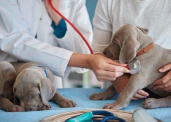 Más de la mitad de las mascotas en México, sin atención veterinaria