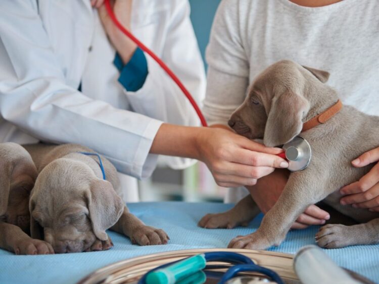 Más de la mitad de las mascotas en México, sin atención veterinaria