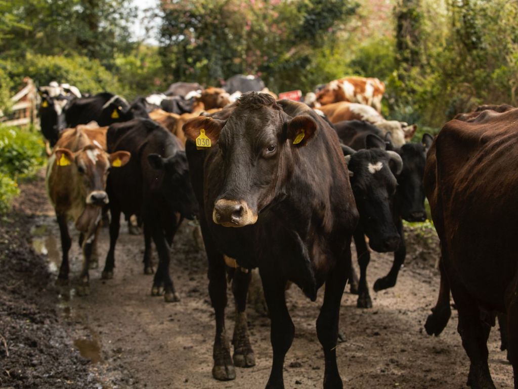 Persiste alerta de gusano barrenador en México