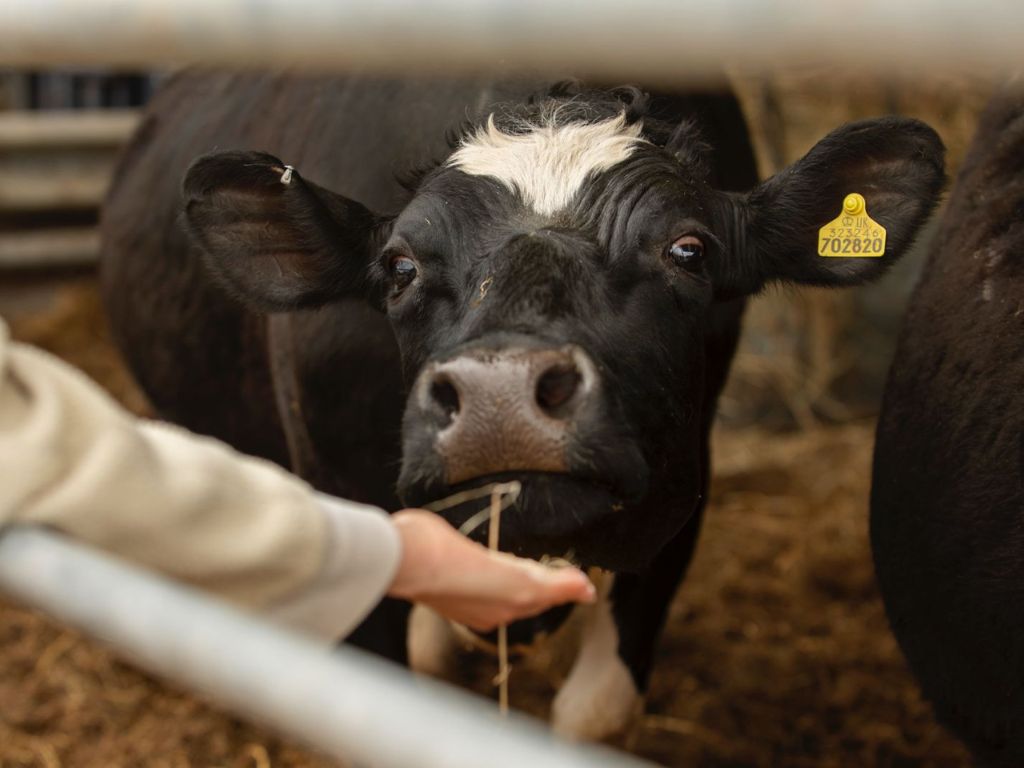 Persiste alerta de gusano barrenador en México