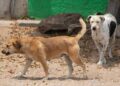 Por vez primera en la historia de Oaxaca, Fiscalía de Justicia gira orden de protección a perros de la calle ante posibles acciones de crueldad animal