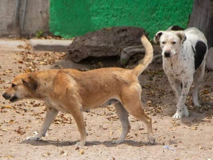 Por vez primera en la historia de Oaxaca, Fiscalía de Justicia gira orden de protección a perros de la calle ante posibles acciones de crueldad animal