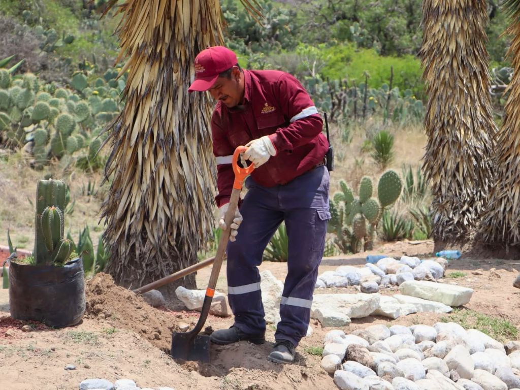 Preparando la siembra de 33 biznagas de la especie burra, en peligro de extinción. 