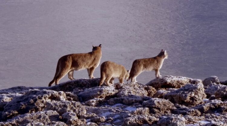 Al sur del invierno está la nieve/Película
