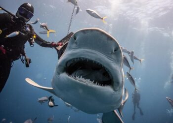 Instinto de depredador: 5 claves para transformar el miedo en liderazgo