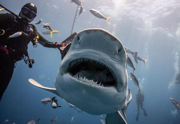 Instinto de depredador: 5 claves para transformar el miedo en liderazgo