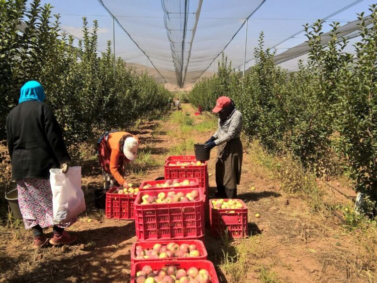 Retornemos a los huertos