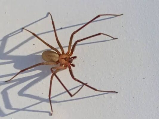 Breves de los Estados