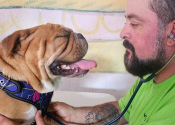 Activistas y organizaciones presionan al Congreso para aprobar la Ley de Bienestar Animal, ante el creciente respaldo ciudadano contra la crueldad. | AMEXI/FOTO: IG @humaneworldmexico