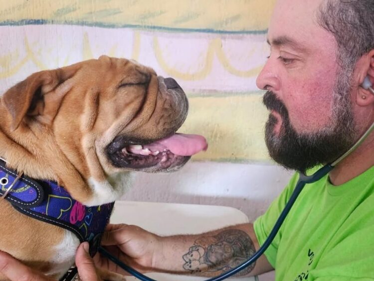 Activistas y organizaciones presionan al Congreso para aprobar la Ley de Bienestar Animal, ante el creciente respaldo ciudadano contra la crueldad. | AMEXI/FOTO: IG @humaneworldmexico