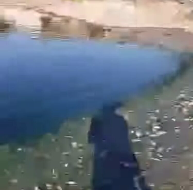 En el municipio de Huichapan, en el estado de Hidalgo investigan la misteriosa muerte de peces en la presa de San Fernando.