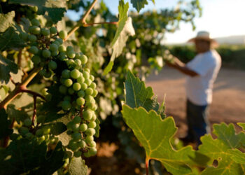 Baja California impulsa reformas de ley para blindar y potenciar industria del vino